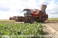 Более 900 тыс. тонн сахарной свеклы накопано в Беларуси