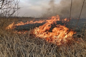 Пал сухой травы: опасность и ответственность