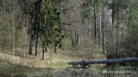 Ограничение на посещение лесов введено в 12 районах Могилевской области