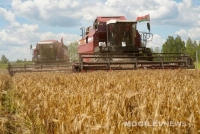 Урожай-2024. В Могилевской области намолочено 225.3 тыс. тонн зерновых и зернобобовых