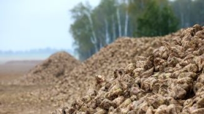 В Могилевской области убрали 32 тыс. тонн картофеля