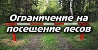 С 11 июня 2025 года введено ограничение на посещение лесов на территории Краснопольского лесхоза