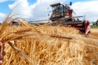 Аграрии Могилевской области намолотили 118,1 тыс.тонн зерновых и зернобобовых культур